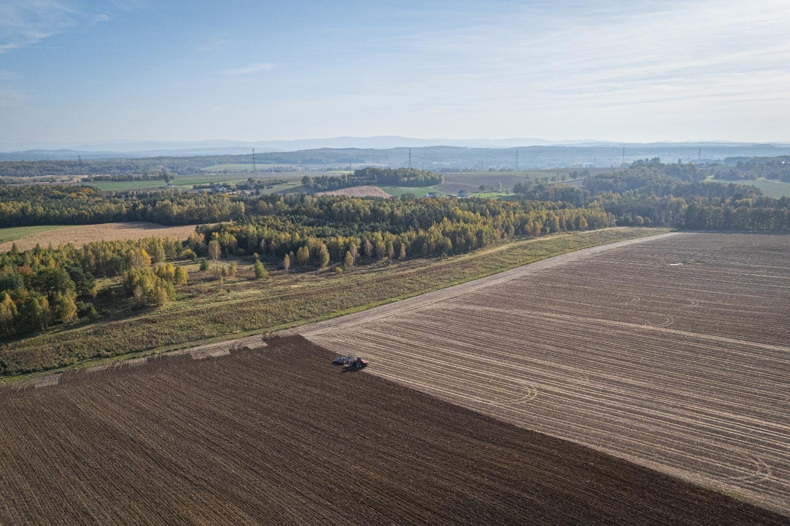 Zielone pole kukurydzy